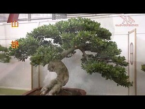 象牙木盆栽