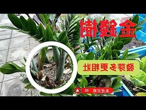 金錢樹如何照顧