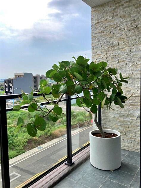 海葡萄樹日照