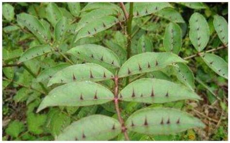 七種有刺的植物