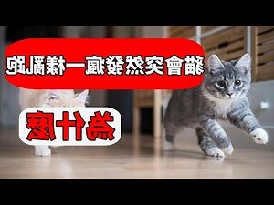 貓跑來跑去