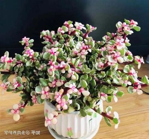 金枝玉叶植物英文