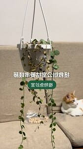 串錢藤枯萎