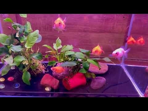 金魚養幾條