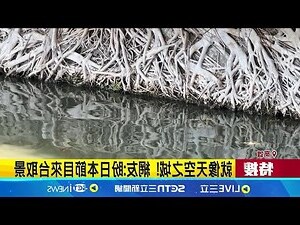 榕樹根