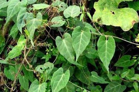 何首烏種植方法