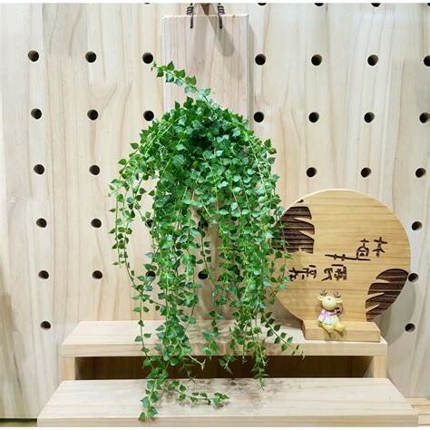 陽台植物招財