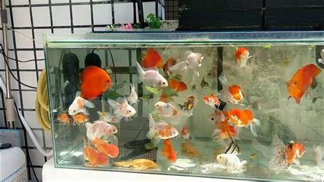 慈鯛混養金魚