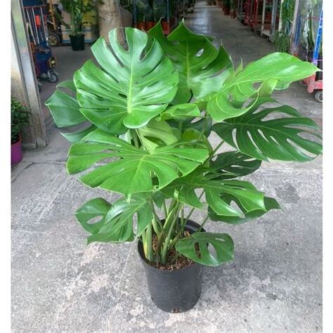 大葉龜背芋