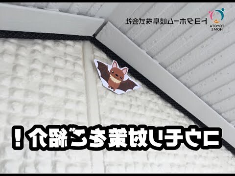家中蝙蝠