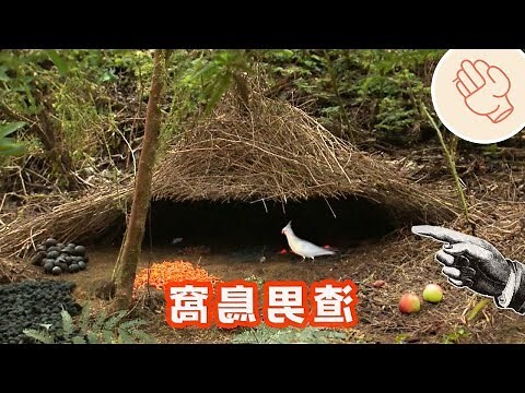 鳥來築巢