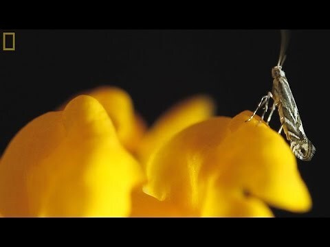 一隻飛蛾象徵