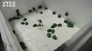 家裡飛來金龜子