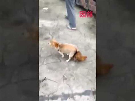 雞配狗