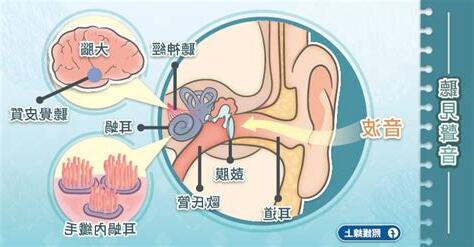 為什麼會一直耳鳴