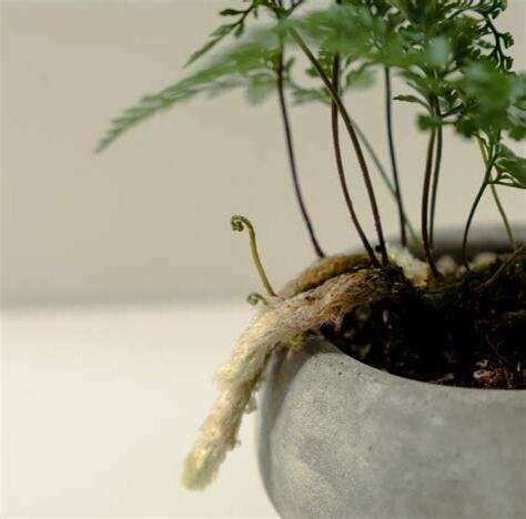 兔腳蕨風水