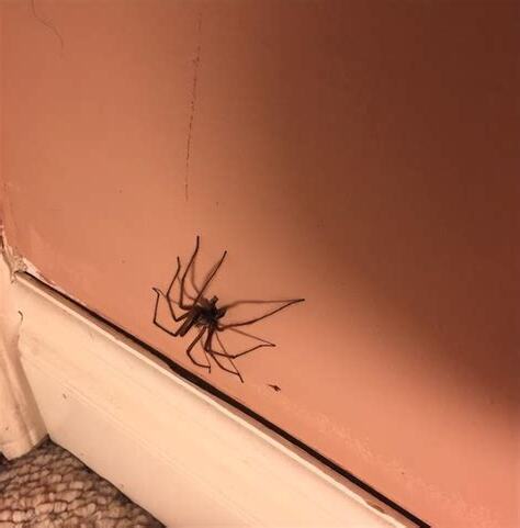 家裡一直有蜘蛛