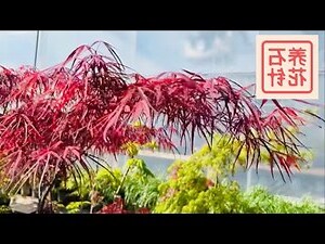 枫树风水