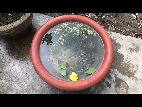 荷花養魚