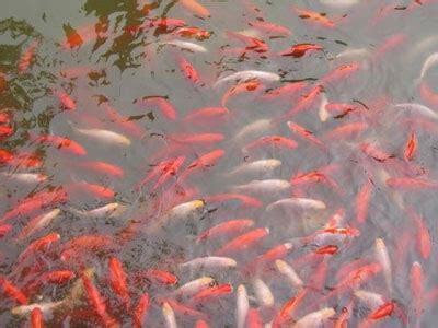 夢見很多小魚