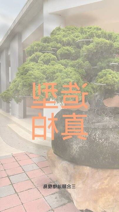 門前種真柏