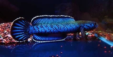 雷龍魚混養