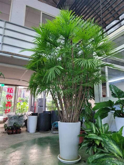 觀音棕竹修剪