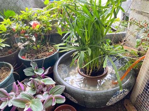水藴草淨化水質