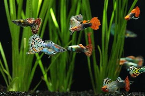 最好養的魚