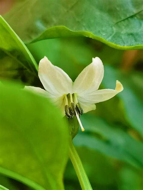 辣椒花