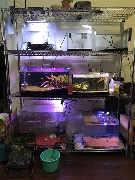 宿舍養魚