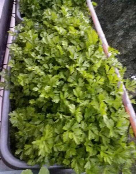 家裏種水梅好嗎