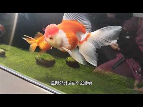金魚缸意思