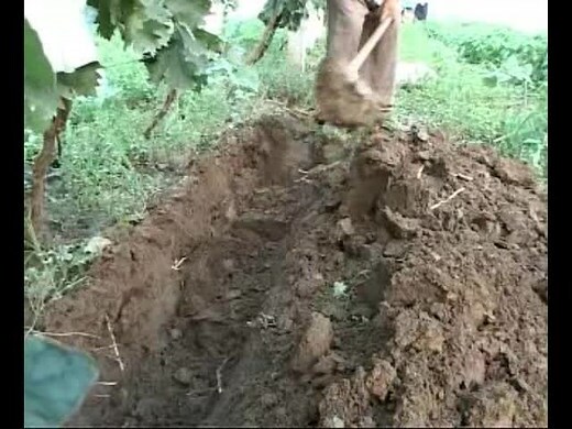 葡萄盆栽种植
