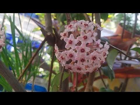 如何讓玉蘭花開花