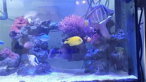 魚缸幾隻魚