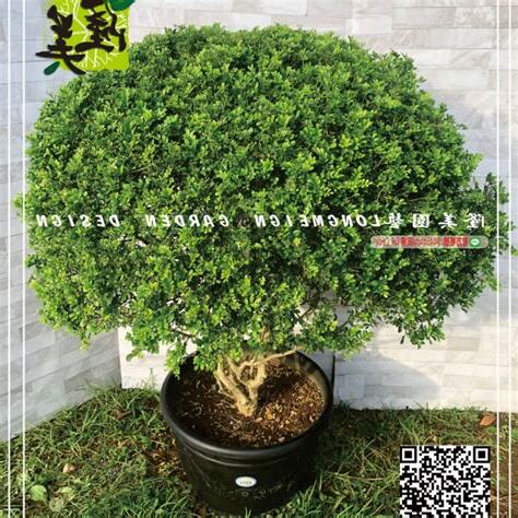 七里香盆栽風水