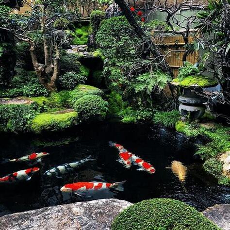庭院魚池