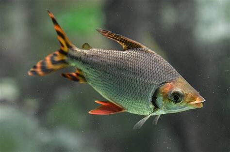 飛鳳魚壽命