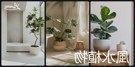 風水植物2023