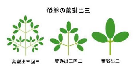 三出複葉植物