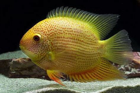 金菠蘿魚