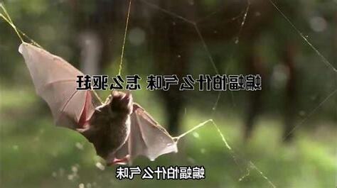 蝙蝠怕什麼