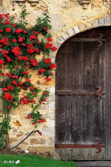 門前種什麼花好