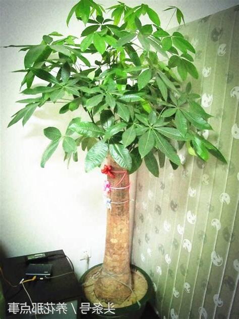 發財樹會開花