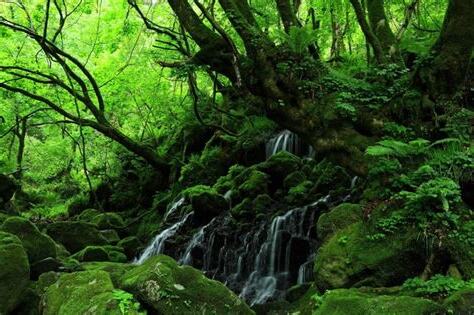 陰生植物