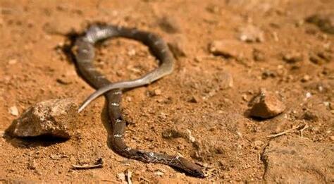 夢見蛇被別人打死