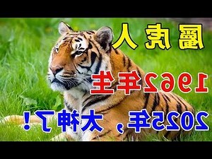 屬虎個性