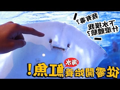 魟魚寓意