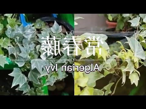 常春藤葉子下垂